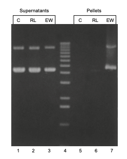 Decreased loss of DNA with Ready-Lyse Lysozyme Solution compared to egg-white lysozyme
